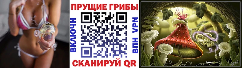 закладка  Полтавская  Галлюциногенные грибы Cubensis 